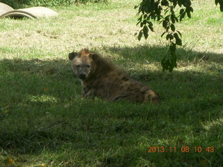 94 8f8. Uganda - Entebbe - Uganda Wildlife Education Center (UWEC) - hyena