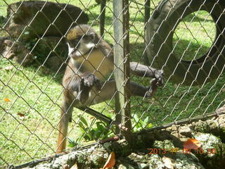 99 8f8. Uganda - Entebbe - Uganda Wildlife Education Center (UWEC) - monkey