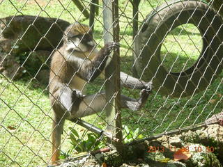 100 8f8. Uganda - Entebbe - Uganda Wildlife Education Center (UWEC) - monkey