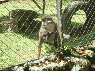 101 8f8. Uganda - Entebbe - Uganda Wildlife Education Center (UWEC) - monkey