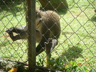 102 8f8. Uganda - Entebbe - Uganda Wildlife Education Center (UWEC) - monkey