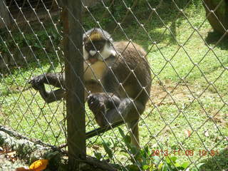 103 8f8. Uganda - Entebbe - Uganda Wildlife Education Center (UWEC) - monkey