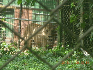110 8f8. Uganda - Entebbe - Uganda Wildlife Education Center (UWEC) - lioness