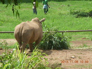 112 8f8. Uganda - Entebbe - Uganda Wildlife Education Center (UWEC) - rhinoceros