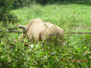 113 8f8. Uganda - Entebbe - Uganda Wildlife Education Center (UWEC) - rhinoceros