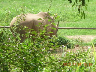 114 8f8. Uganda - Entebbe - Uganda Wildlife Education Center (UWEC) - rhinoceros