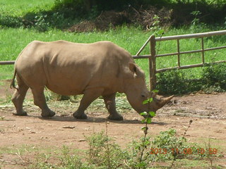 115 8f8. Uganda - Entebbe - Uganda Wildlife Education Center (UWEC) - rhinoceros