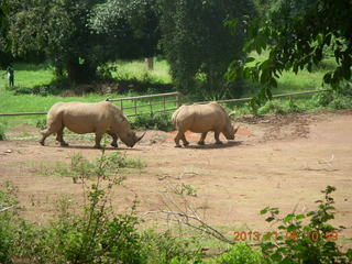 116 8f8. Uganda - Entebbe - Uganda Wildlife Education Center (UWEC) - rhinoceroses