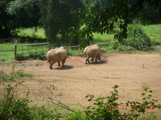 117 8f8. Uganda - Entebbe - Uganda Wildlife Education Center (UWEC) - rhinoceroses