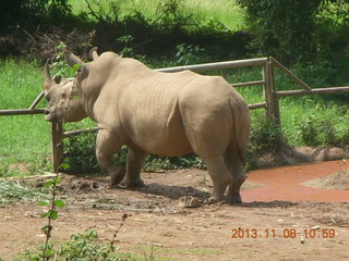 119 8f8. Uganda - Entebbe - Uganda Wildlife Education Center (UWEC) - rhinoceros