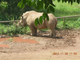 120 8f8. Uganda - Entebbe - Uganda Wildlife Education Center (UWEC) - rhinoceros