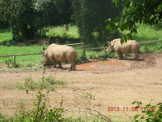 121 8f8. Uganda - Entebbe - Uganda Wildlife Education Center (UWEC) - rhinoceroses
