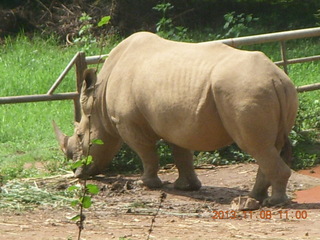 122 8f8. Uganda - Entebbe - Uganda Wildlife Education Center (UWEC) - rhinoceroses