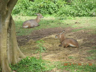 124 8f8. Uganda - Entebbe - Uganda Wildlife Education Center (UWEC) - antelopes