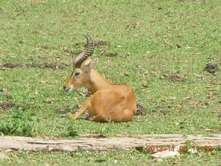 125 8f8. Uganda - Entebbe - Uganda Wildlife Education Center (UWEC) - antelope