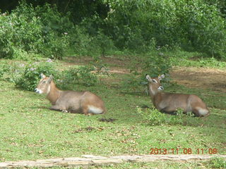 126 8f8. Uganda - Entebbe - Uganda Wildlife Education Center (UWEC) - water buffalo
