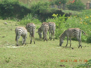 127 8f8. Uganda - Entebbe - Uganda Wildlife Education Center (UWEC) - zebras