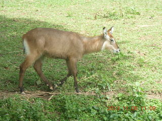 128 8f8. Uganda - Entebbe - Uganda Wildlife Education Center (UWEC) - antelope