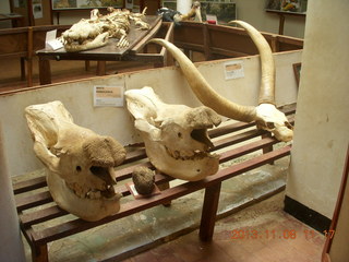 135 8f8. Uganda - Entebbe - Uganda Wildlife Education Center (UWEC) - skulls