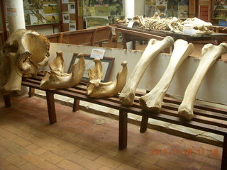 136 8f8. Uganda - Entebbe - Uganda Wildlife Education Center (UWEC) - skull and bones
