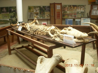 137 8f8. Uganda - Entebbe - Uganda Wildlife Education Center (UWEC) - crocodile skeleton