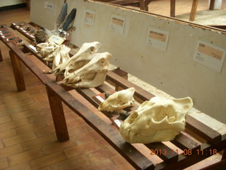 138 8f8. Uganda - Entebbe - Uganda Wildlife Education Center (UWEC) - bones