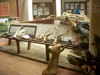 139 8f8. Uganda - Entebbe - Uganda Wildlife Education Center (UWEC) - bones and skulls