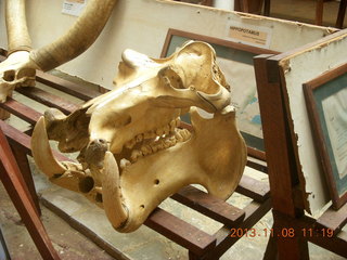 140 8f8. Uganda - Entebbe - Uganda Wildlife Education Center (UWEC) - skull