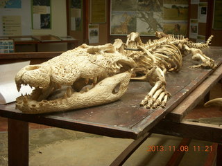 145 8f8. Uganda - Entebbe - Uganda Wildlife Education Center (UWEC) - crocodile skeleton