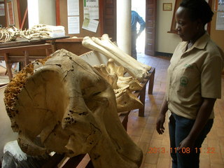 147 8f8. Uganda - Entebbe - Uganda Wildlife Education Center (UWEC) - elephant skull