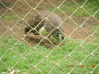 154 8f8. Uganda - Entebbe - Uganda Wildlife Education Center (UWEC) - bird