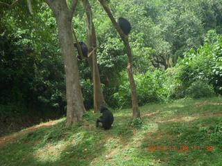 156 8f8. Uganda - Entebbe - Uganda Wildlife Education Center (UWEC) - chimpanzees
