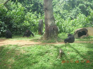157 8f8. Uganda - Entebbe - Uganda Wildlife Education Center (UWEC) - chimpanzees