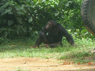 158 8f8. Uganda - Entebbe - Uganda Wildlife Education Center (UWEC) - chimpanzee