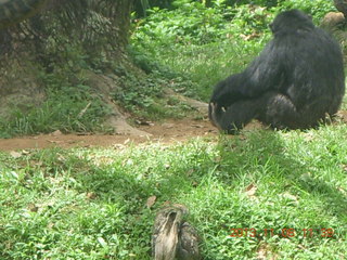 159 8f8. Uganda - Entebbe - Uganda Wildlife Education Center (UWEC) - chimpanzee