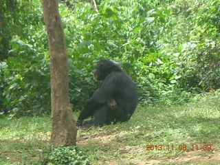 160 8f8. Uganda - Entebbe - Uganda Wildlife Education Center (UWEC) - chimpanzee