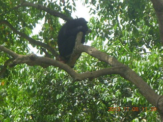 161 8f8. Uganda - Entebbe - Uganda Wildlife Education Center (UWEC) - chimpanzee