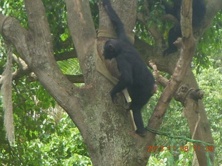162 8f8. Uganda - Entebbe - Uganda Wildlife Education Center (UWEC) - chimpanzee