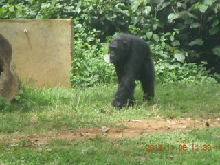 163 8f8. Uganda - Entebbe - Uganda Wildlife Education Center (UWEC) - chimpanzee