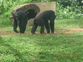 164 8f8. Uganda - Entebbe - Uganda Wildlife Education Center (UWEC) - chimpanzees