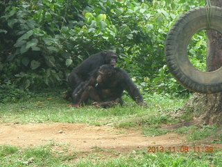 165 8f8. Uganda - Entebbe - Uganda Wildlife Education Center (UWEC) - chimpanzees