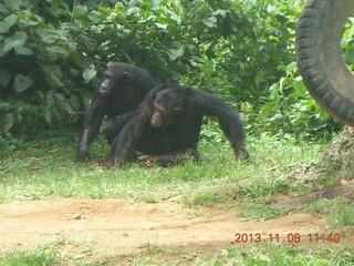 166 8f8. Uganda - Entebbe - Uganda Wildlife Education Center (UWEC) - chimpanzees