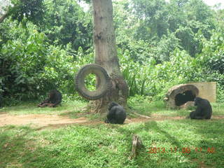 167 8f8. Uganda - Entebbe - Uganda Wildlife Education Center (UWEC) - chimpanzees