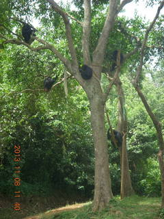 168 8f8. Uganda - Entebbe - Uganda Wildlife Education Center (UWEC) - chimpanzees