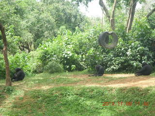 169 8f8. Uganda - Entebbe - Uganda Wildlife Education Center (UWEC) - chimpanzee