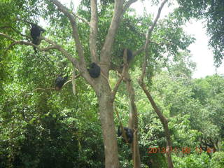 172 8f8. Uganda - Entebbe - Uganda Wildlife Education Center (UWEC) - chimpanzees