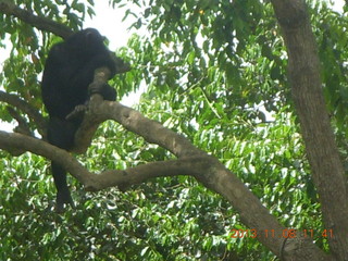 173 8f8. Uganda - Entebbe - Uganda Wildlife Education Center (UWEC) - chimpanzees