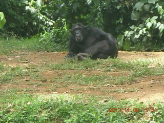 174 8f8. Uganda - Entebbe - Uganda Wildlife Education Center (UWEC) - chimpanzees