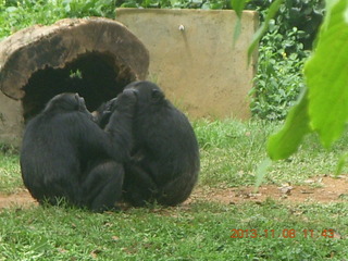175 8f8. Uganda - Entebbe - Uganda Wildlife Education Center (UWEC) - chimpanzees