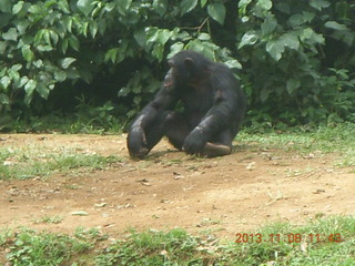 176 8f8. Uganda - Entebbe - Uganda Wildlife Education Center (UWEC) - chimpanzees